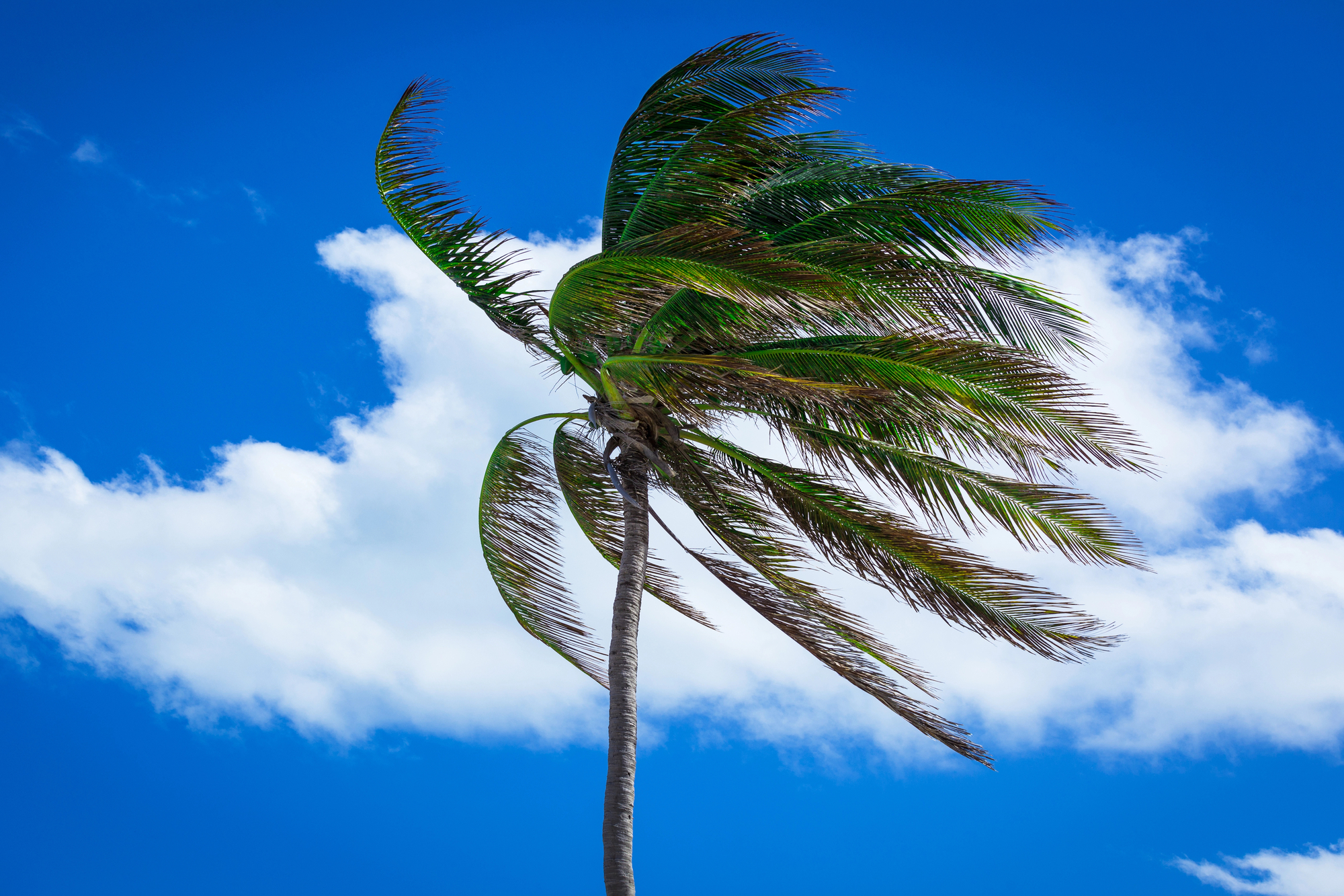 Wind Mitigation Inspection Services